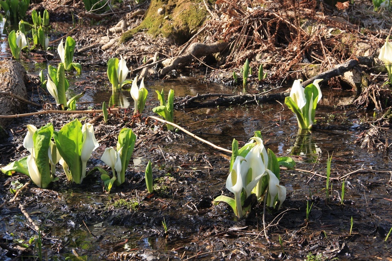 ファイル 49-3.jpg