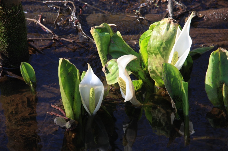 ファイル 49-4.jpg