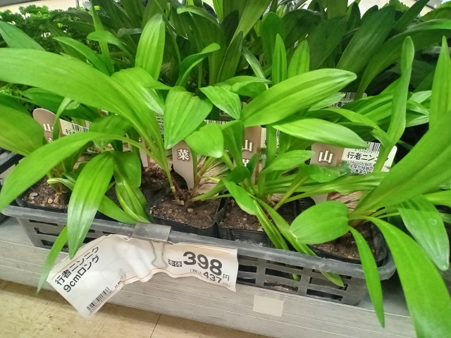 ファイル 51-1.jpg