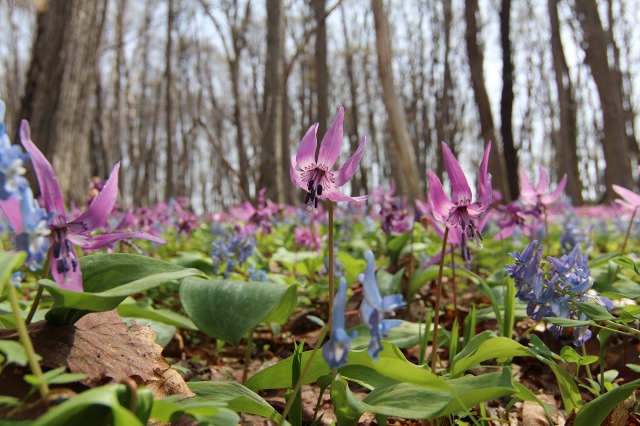 ファイル 52-3.jpg