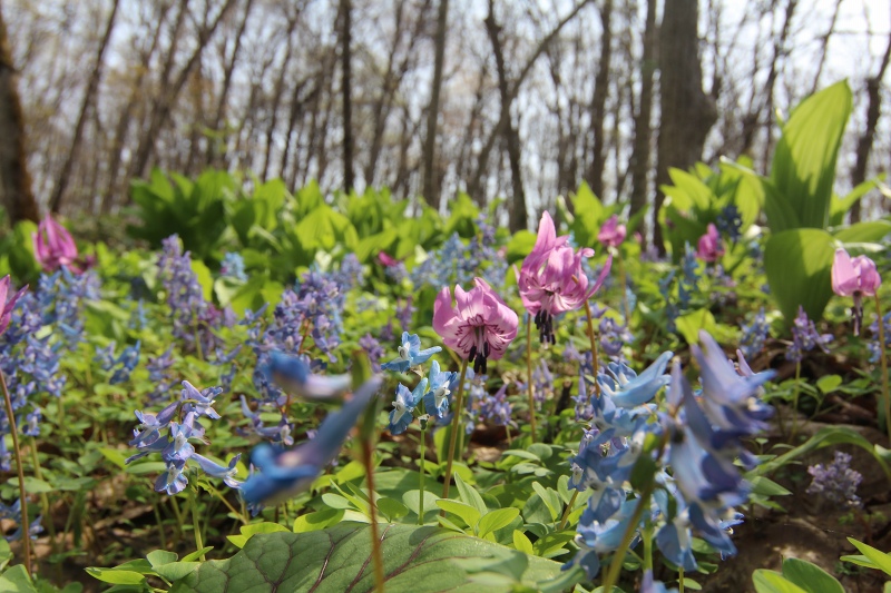 ファイル 52-4.jpg