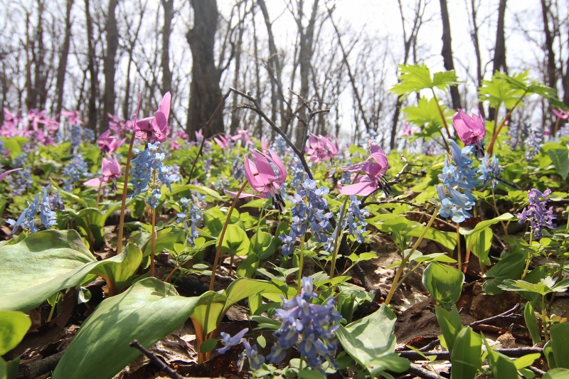 ファイル 52-6.jpg