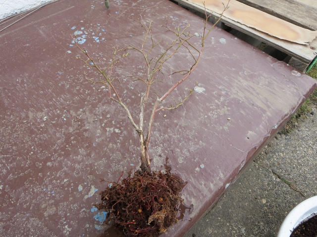 ファイル 54-7.jpg