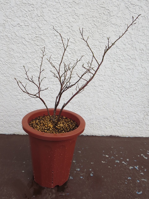 ファイル 54-8.jpg