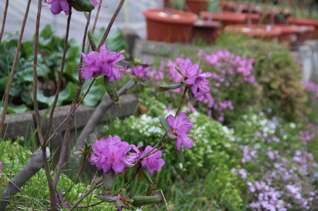 ファイル 56-1.jpg