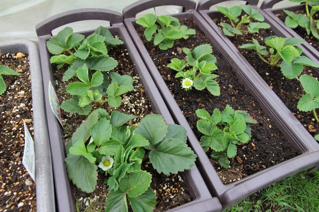 ファイル 57-1.jpg