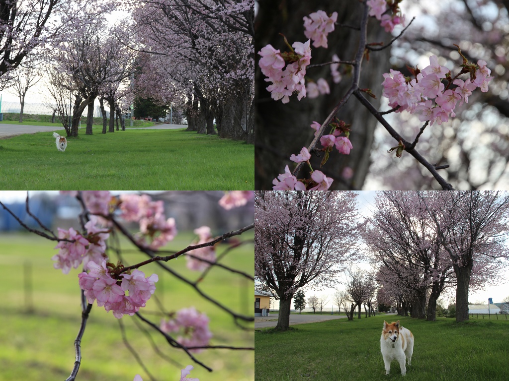 ファイル 57-9.jpg