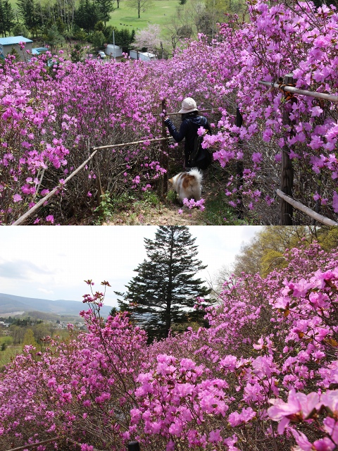 ファイル 58-6.jpg