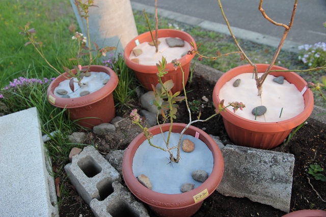 ファイル 60-2.jpg