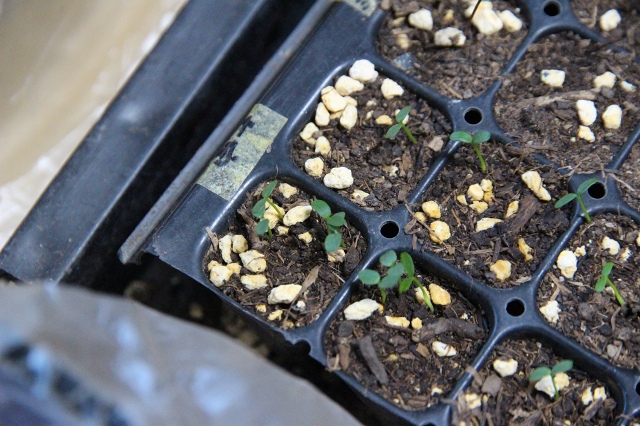 ファイル 61-1.jpg