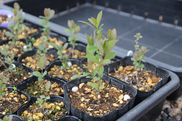 ファイル 61-2.jpg