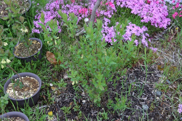 ファイル 61-3.jpg