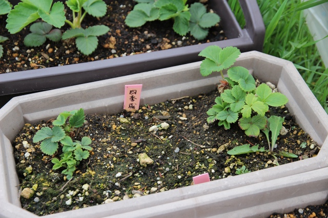 ファイル 61-4.jpg