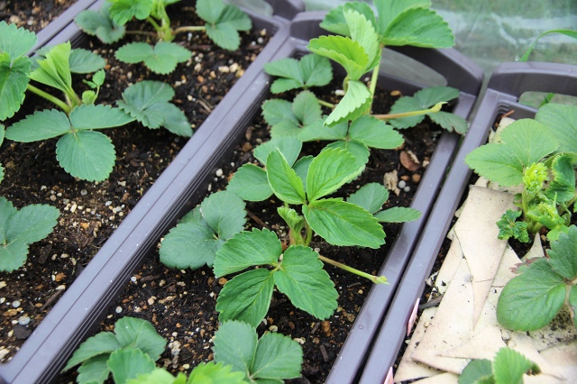 ファイル 61-5.jpg