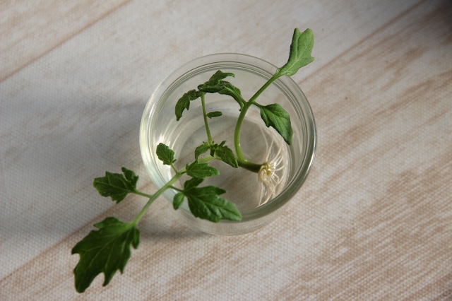 ファイル 61-8.jpg