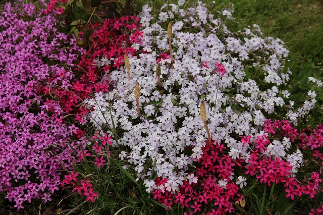 ファイル 61-9.jpg