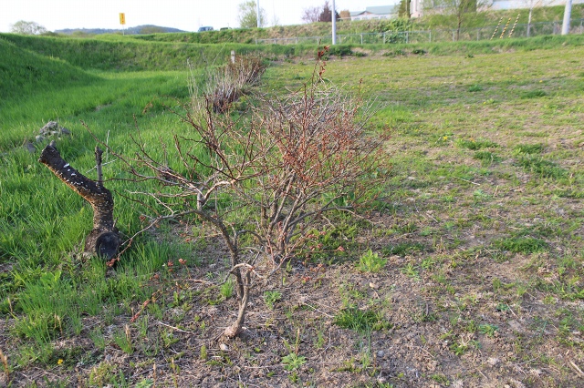 ファイル 62-5.jpg