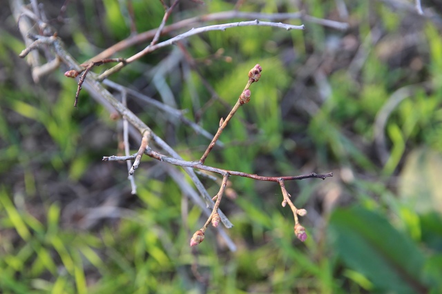 ファイル 62-8.jpg