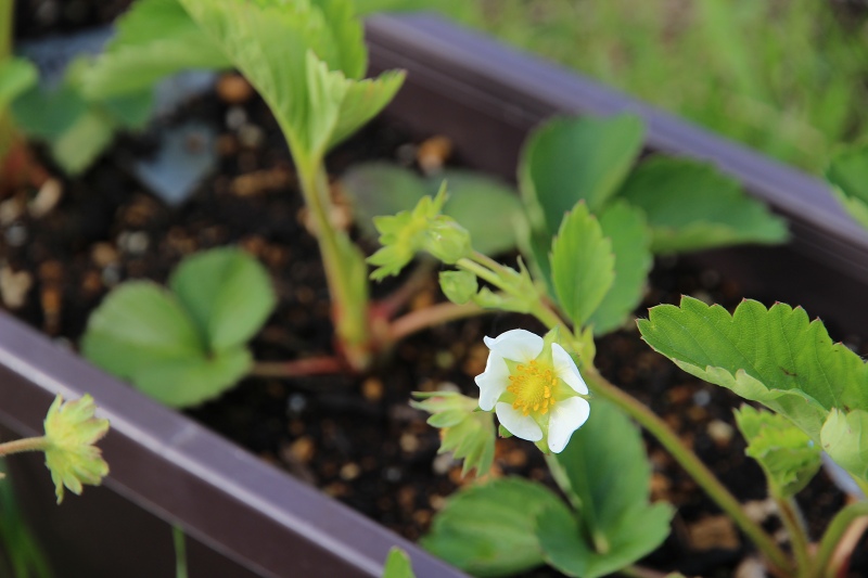 ファイル 66-1.jpg