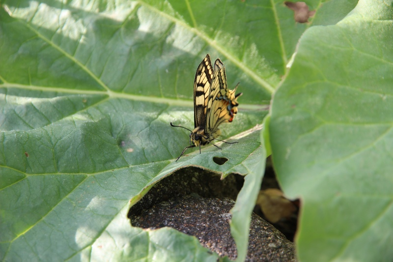 ファイル 66-4.jpg