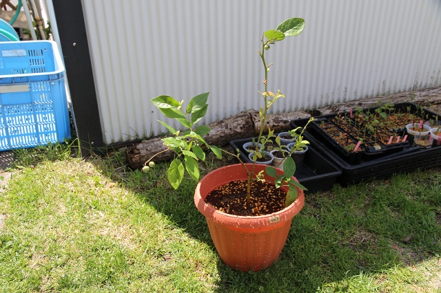 ファイル 67-1.jpg