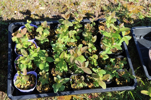 ファイル 68-1.jpg