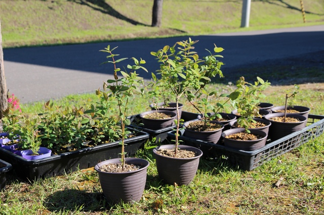 ファイル 68-2.jpg