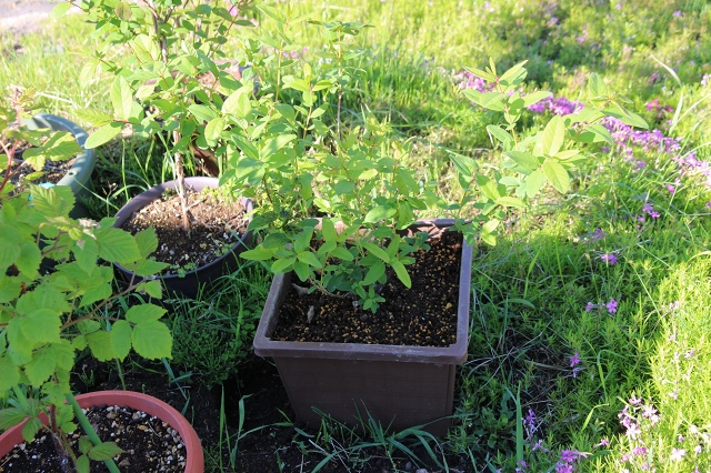 ファイル 68-5.jpg