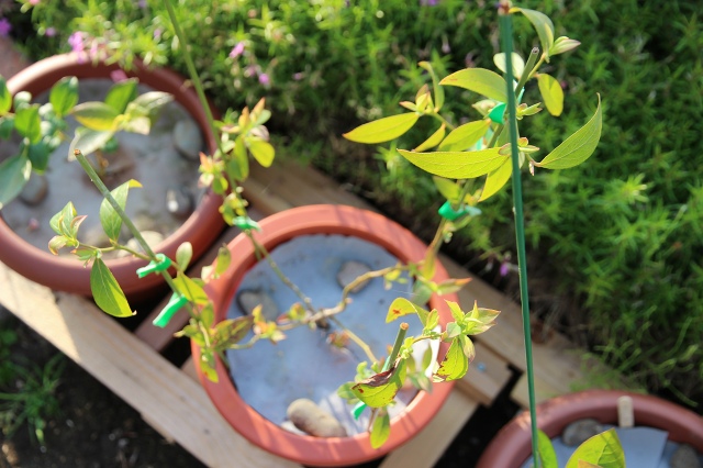 ファイル 69-2.jpg