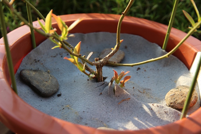 ファイル 69-3.jpg