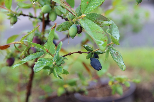 ファイル 70-1.jpg