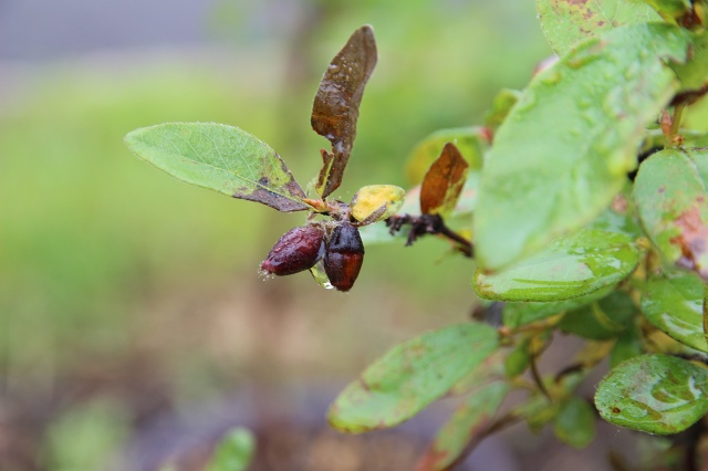 ファイル 70-2.jpg