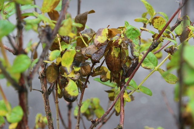 ファイル 70-3.jpg