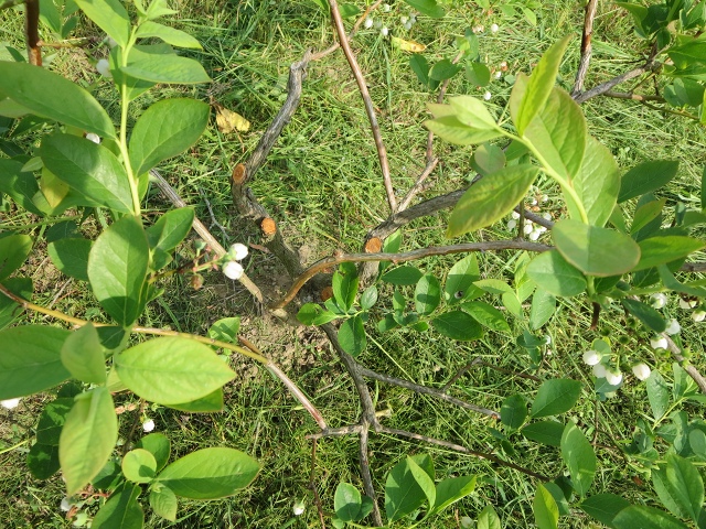 ファイル 71-1.jpg