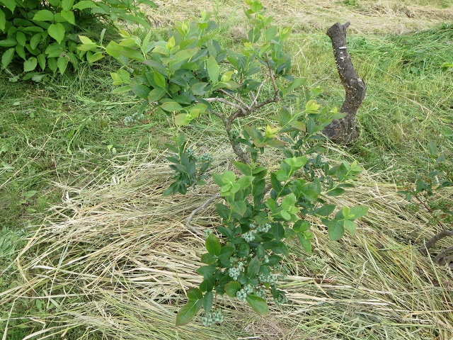 ファイル 71-3.jpg