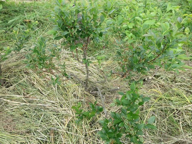 ファイル 71-4.jpg