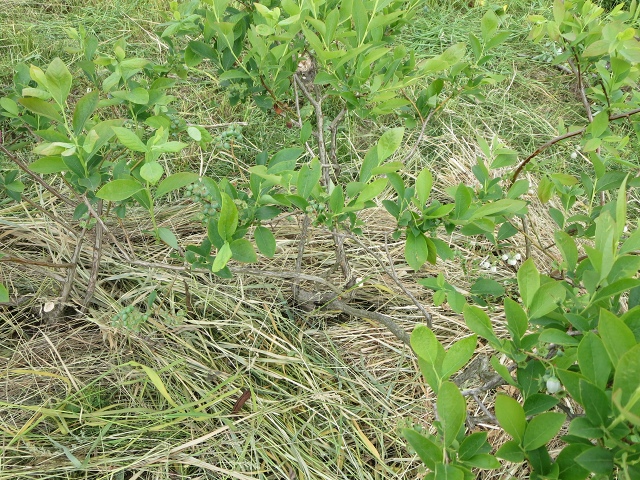 ファイル 71-6.jpg