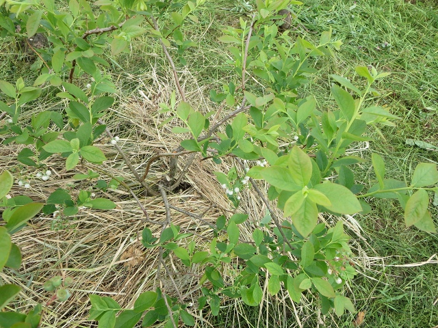 ファイル 71-7.jpg