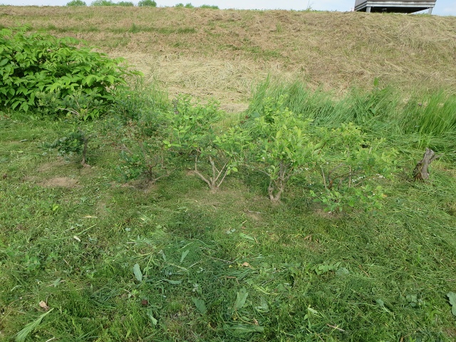 ファイル 71-8.jpg