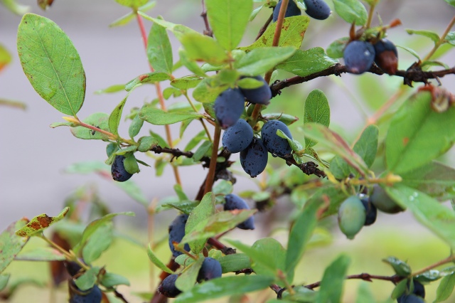 ファイル 74-1.jpg