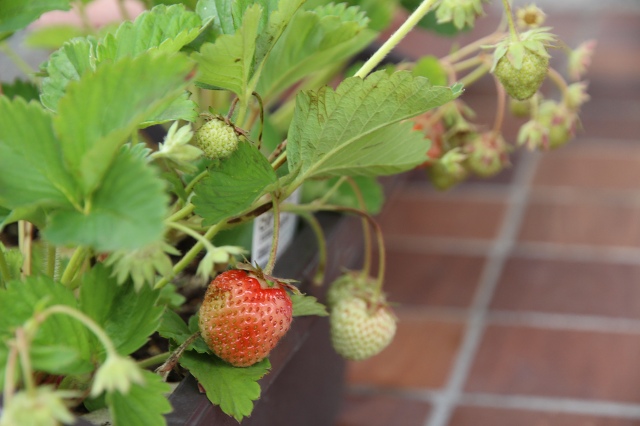 ファイル 74-2.jpg