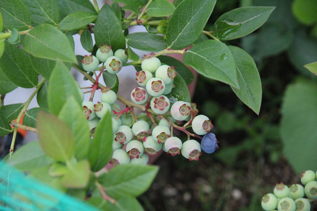 ファイル 78-1.jpg