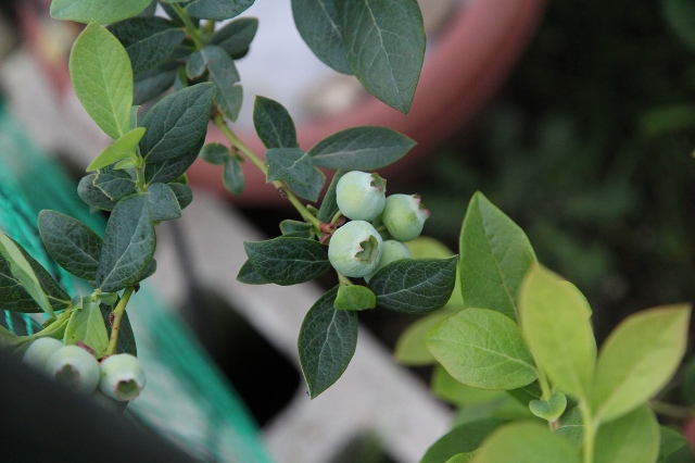 ファイル 78-2.jpg