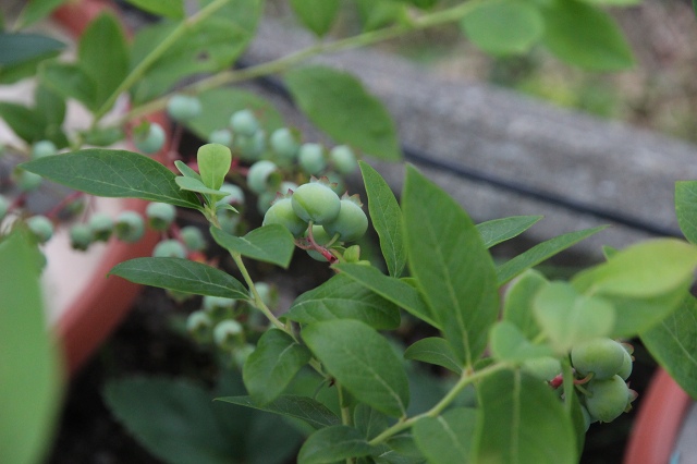 ファイル 78-3.jpg