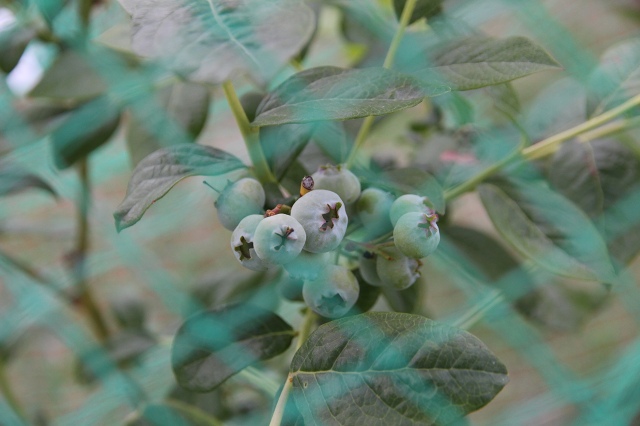 ファイル 78-4.jpg