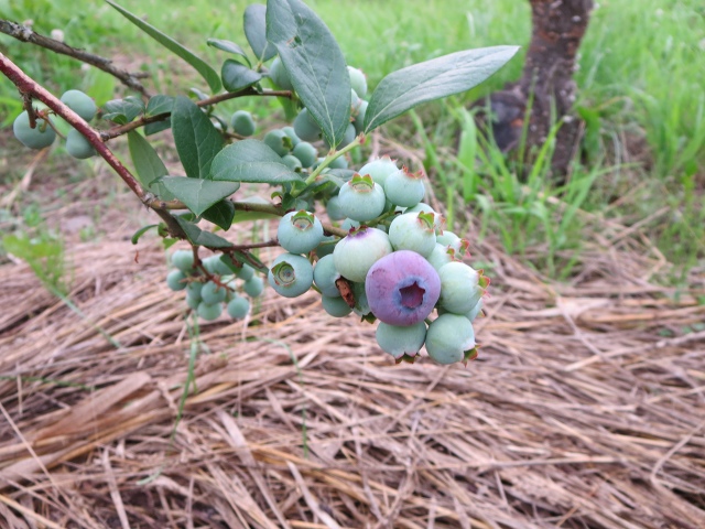 ファイル 79-2.jpg