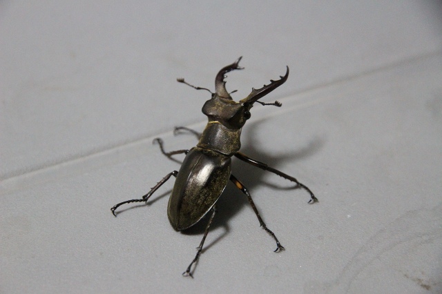 ファイル 79-3.jpg