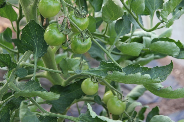 ファイル 80-1.jpg