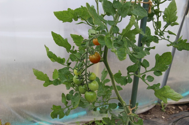 ファイル 80-2.jpg