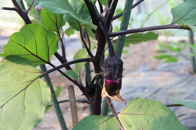 ファイル 80-3.jpg